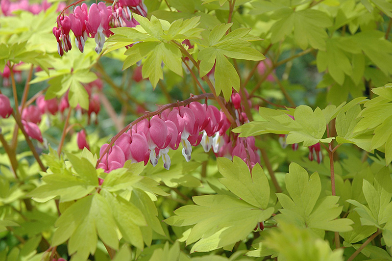 Golden Hearts Bleeding Heart Dicentra Spectabilis Gold Heart In Inver Grove Heights Minnesota Mn At Gertens