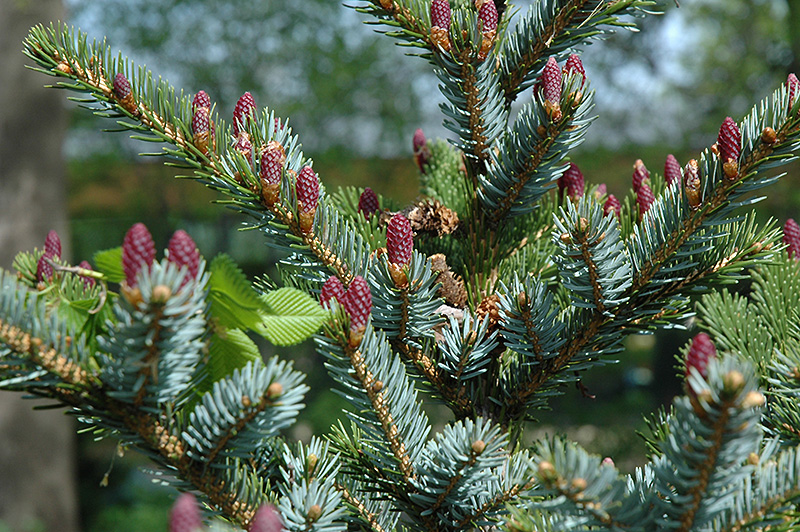 Howell's Dwarf Tigertail Spruce (Picea bicolor 'Howell's Dwarf Tigertail') at Gertens