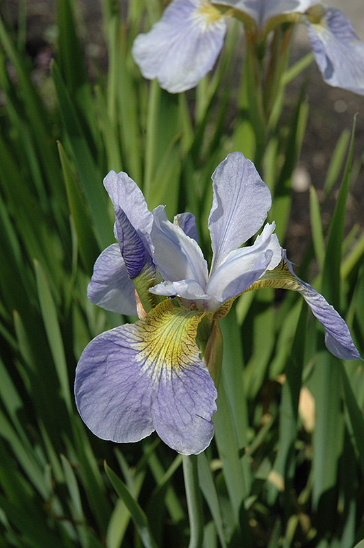 Sky Wings Siberian Iris (Iris sibirica 'Sky Wings') at Gertens