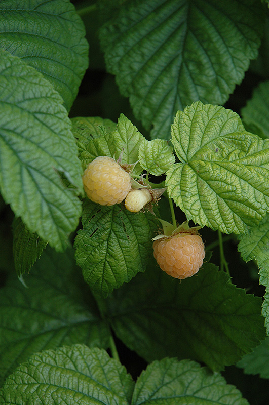 Fall Gold Raspberry (Rubus 'Fall Gold') at Gertens
