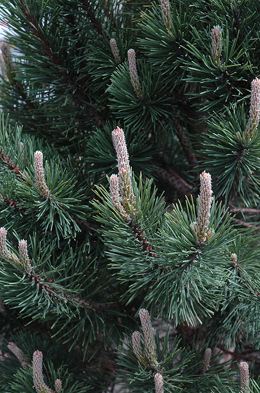 Tannenbaum Mugo Pine (Pinus mugo 'Tannenbaum') at Gertens
