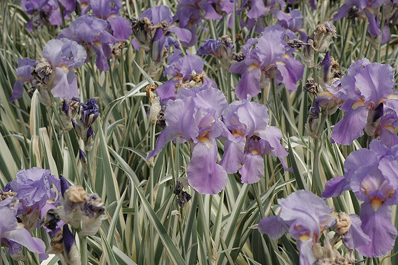 White Variegated Sweet Iris (Iris pallida 'Variegata') at Gertens