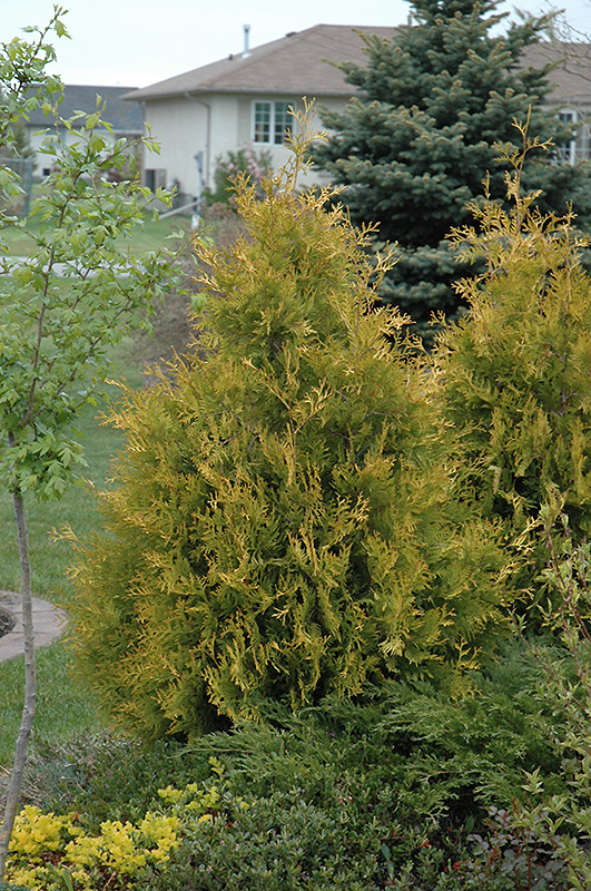 Yellow Ribbon Arborvitae (Thuja occidentalis 'Yellow Ribbon') at Gertens