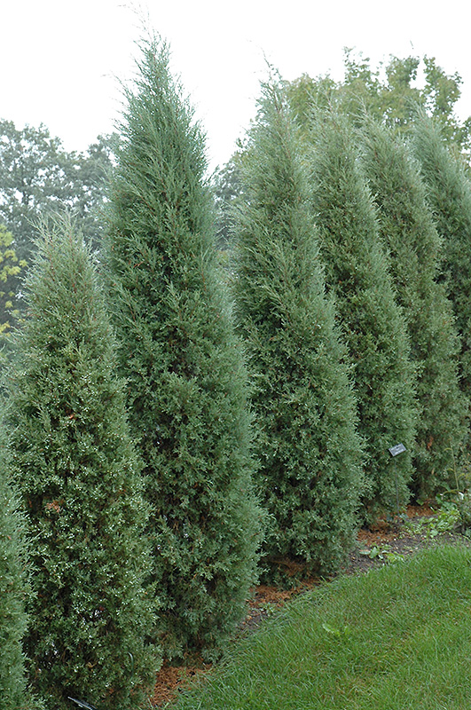 Taylor Juniper (Juniperus virginiana 'Taylor') at Gertens