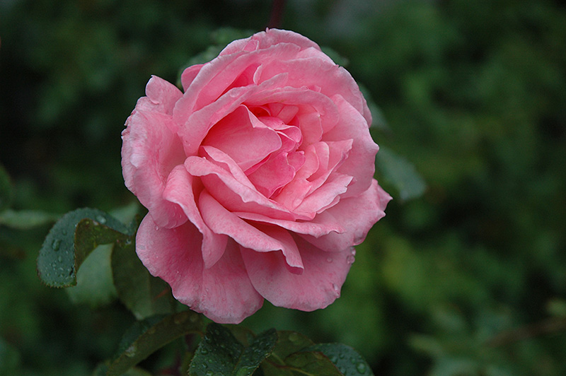 Queen Elizabeth Hybrid Tea Rose (Rosa 'Queen Elizabeth') at Gertens