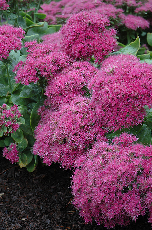 Neon Sedum (Sedum spectabile 'Neon') in Inver Grove Heights, Minnesota ...