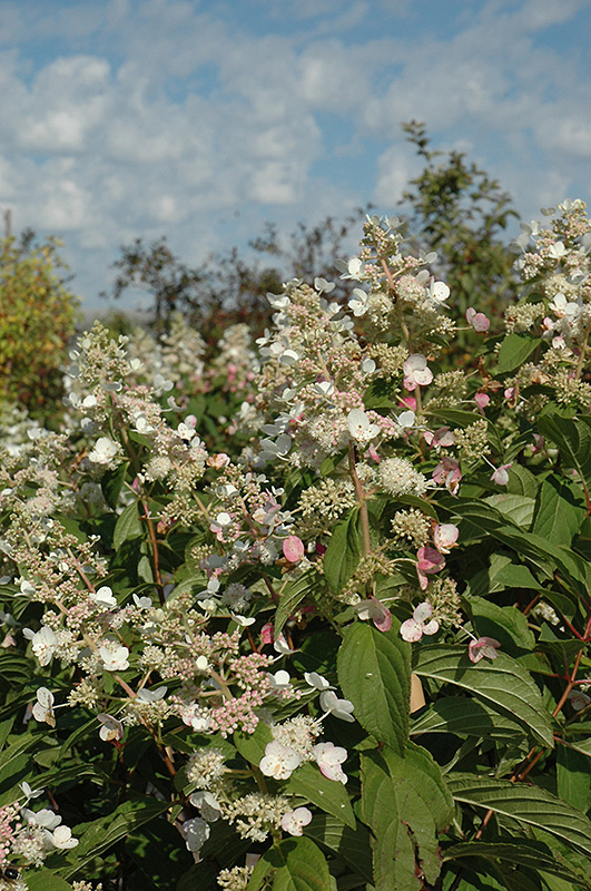Late Panicle Hydrangea (Hydrangea paniculata 'Tardiva') at Gertens