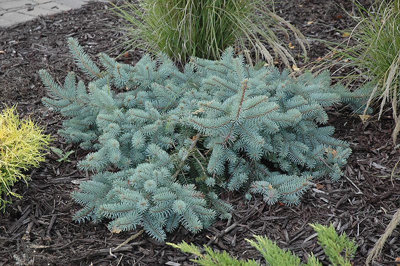 Dwarf Spreading Colorado Blue Spruce (Picea pungens 'Procumbens') at Gertens