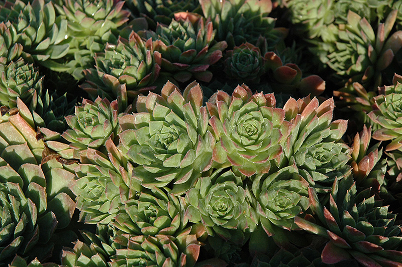 Carmen Hen And Chicks (Sempervivum 'Carmen') in Inver Grove Heights ...