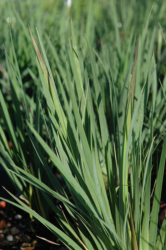 Lucerne Blue-Eyed Grass (Sisyrinchium angustifolium 'Lucerne') at Gertens