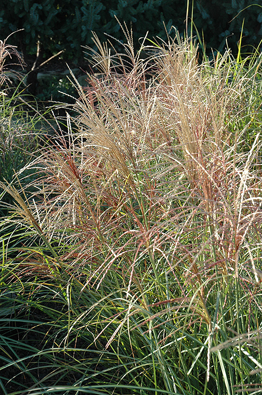 Red Silver Miscanthus (Miscanthus sinensis 'Rotsilber') at Gertens