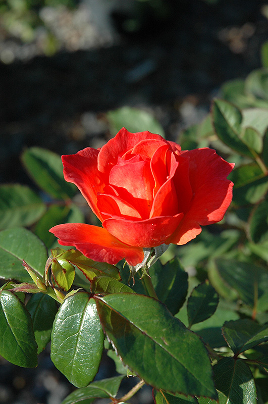 Livin' Easy Floribunda Rose (Rosa 'HARwelcome') at Gertens