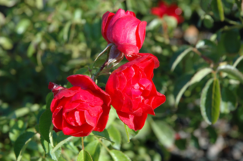Flower Carpet® Scarlet Shrub Rose (Rosa 'Flower Carpet Scarlet') at Gertens