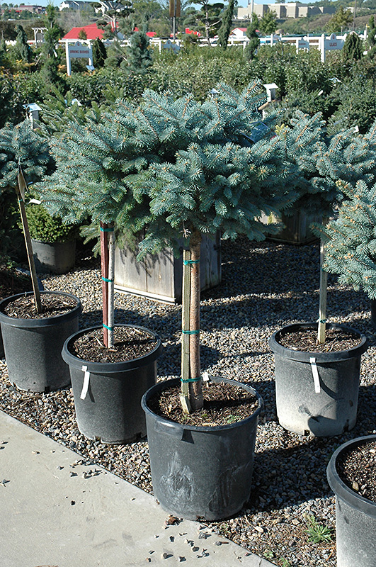 Globe Blue Spruce (tree form) (Picea pungens 'Globosa (tree form)') at Gertens
