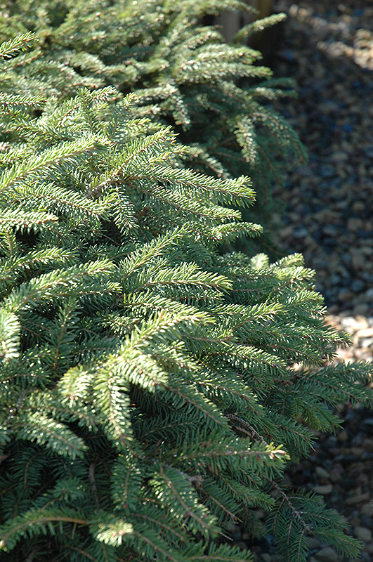 Elegans Dwarf Norway Spruce (Picea abies 'Elegans') at Gertens