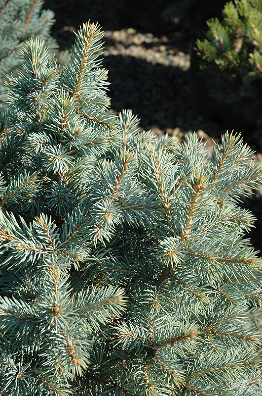 Sester's Dwarf Blue Spruce (Picea pungens 'Sester Dwarf') at Gertens