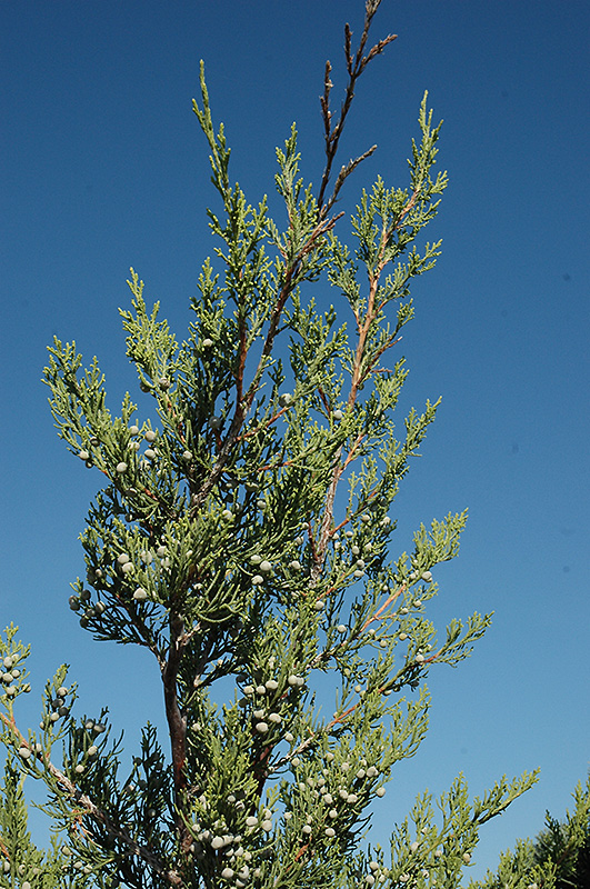 Hetz Green Columnar Juniper (Juniperus chinensis 'Hetz Columnar') at Gertens