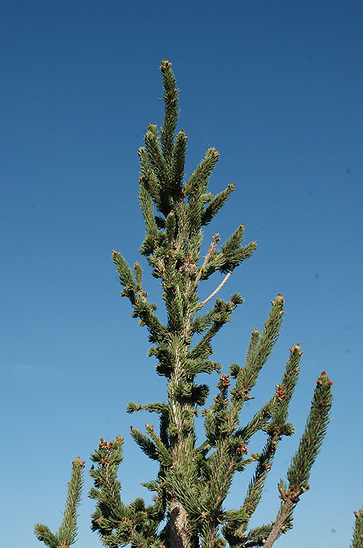 Hillside Upright Norway Spruce (Picea abies 'Hillside Upright') at Gertens