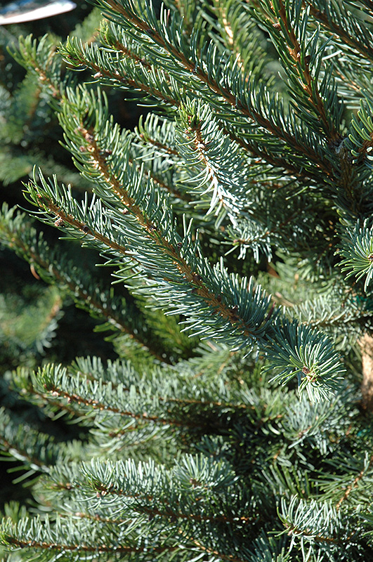 Bruns Serbian Spruce (Picea omorika 'Bruns') at Gertens