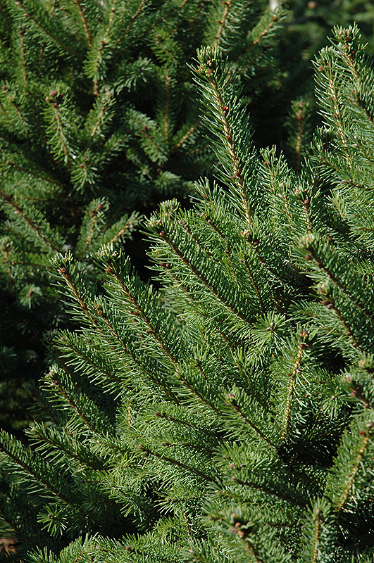 North Star White Spruce (Picea glauca 'North Star') at Gertens