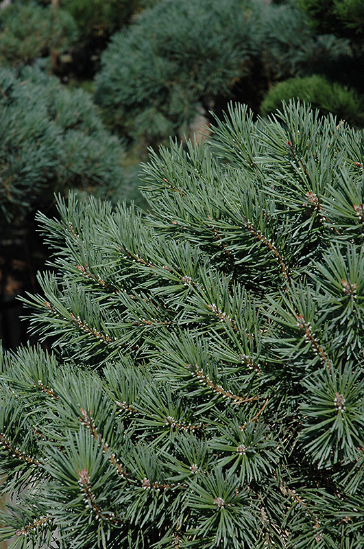 French Blue Scotch Pine (hindu pan) (Pinus sylvestris 'French Blue') at Gertens