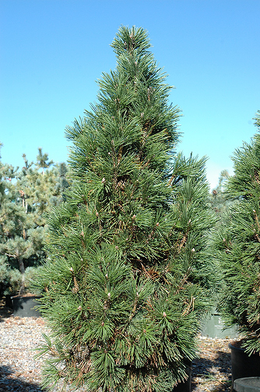 Columnar Mugo Pine (Pinus mugo 'Columnaris') at Gertens