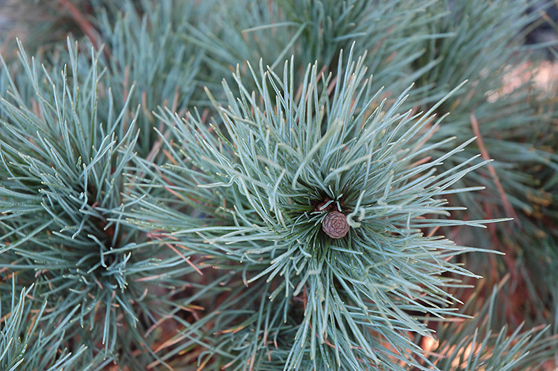 Dwarf Blue Swiss Stone Pine (Pinus cembra 'Glauca Nana') at Gertens