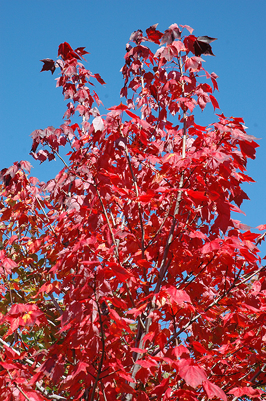 Northwood Red Maple (Acer rubrum 'Northwood') at Gertens