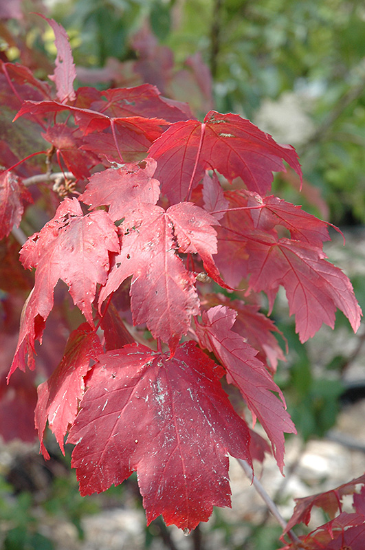 First Editions® Scarlet Jewell™ Red Maple (Acer rubrum 'Bailcraig') at Gertens