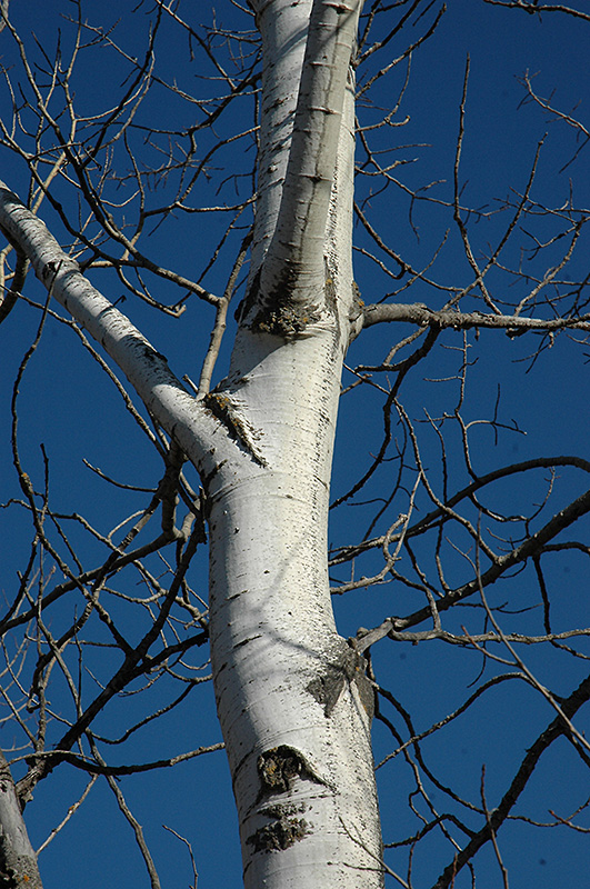 Quaking Aspen (Populus tremuloides) at Gertens