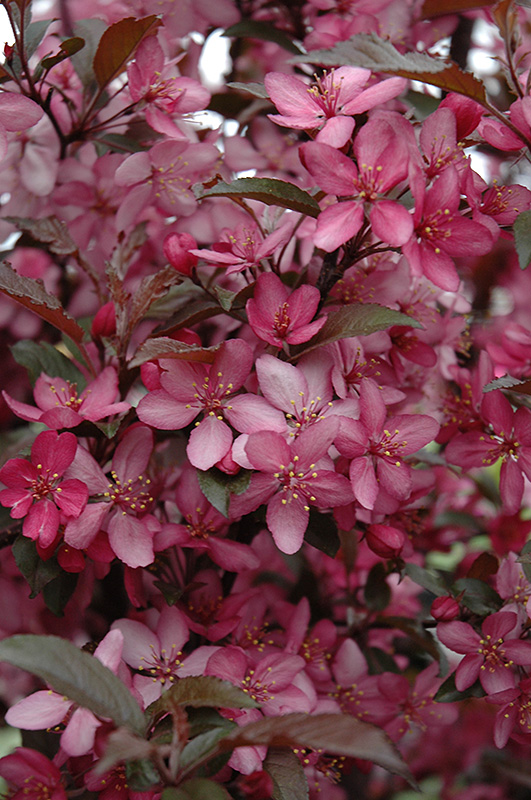 Royal Raindrops® Flowering Crabapple (Malus 'JFS-KW5') at Gertens