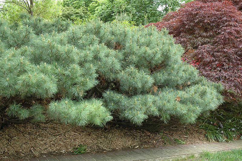 Dwarf White Pine (Pinus strobus 'Nana') at Gertens