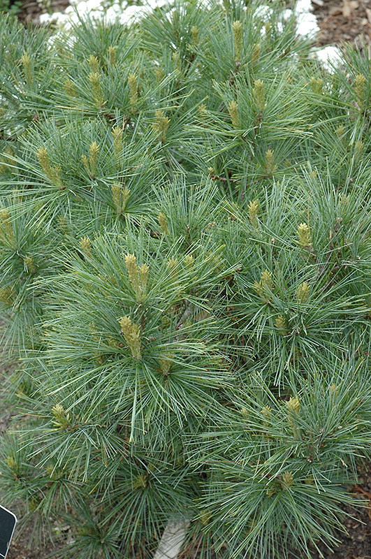 Blue Shag White Pine (Pinus strobus 'Blue Shag') at Gertens