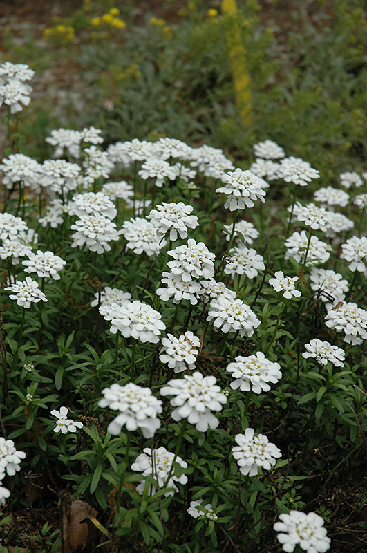 Purity Candytuft (Iberis sempervirens 'Purity') at Gertens