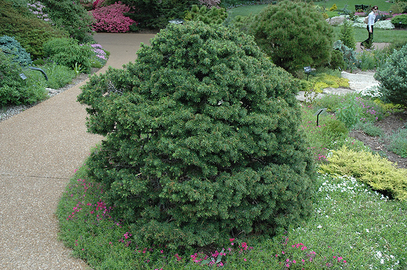 Gregoryana Spruce (Picea abies 'Gregoryana') at Gertens