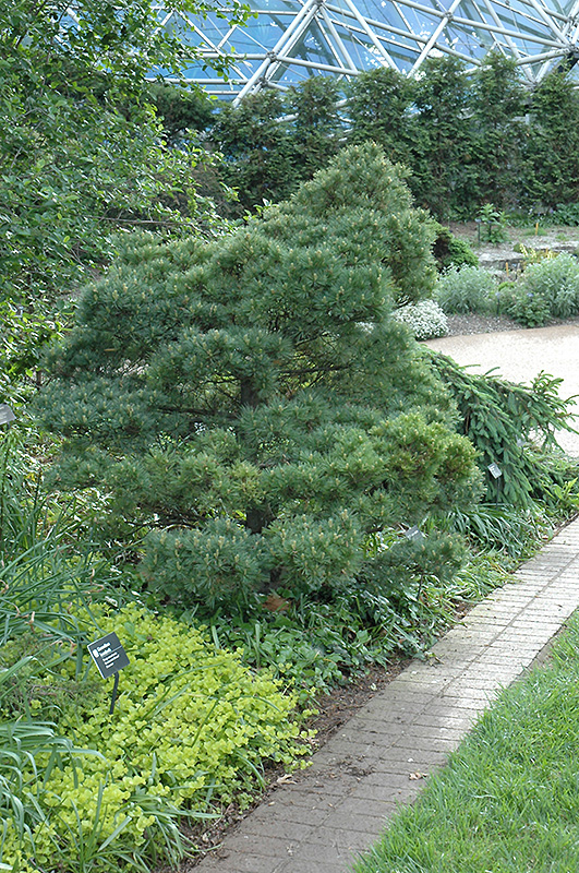 Macopin White Pine (Pinus strobus 'Macopin') at Gertens