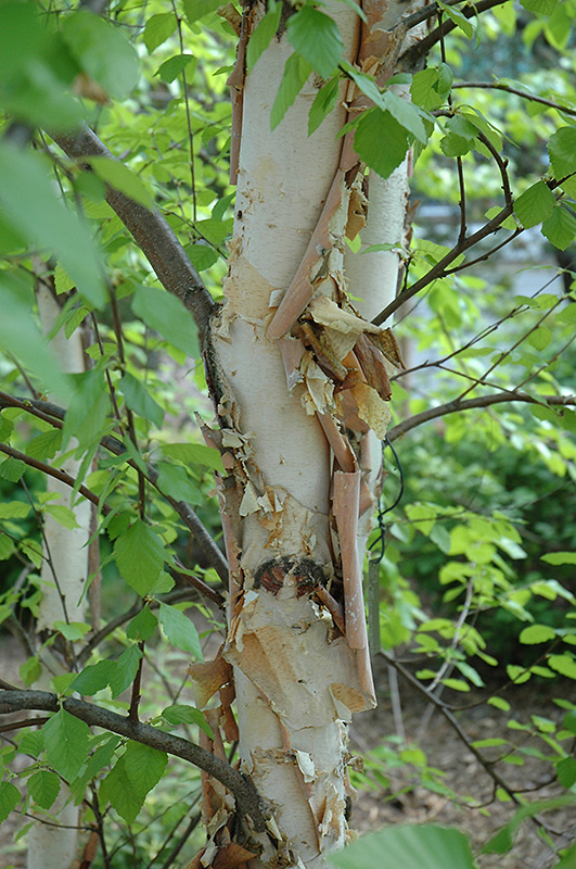 Heritage® River Birch (Betula nigra 'Heritage') at Gertens