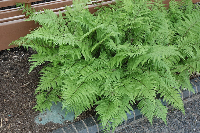 Lady in Red Fern (Athyrium filix-femina 'Lady in Red') in Inver Grove ...