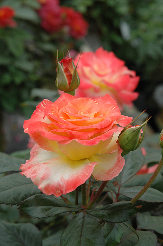 Chihuly® Floribunda Rose (Rosa 'Chihuly') at Gertens