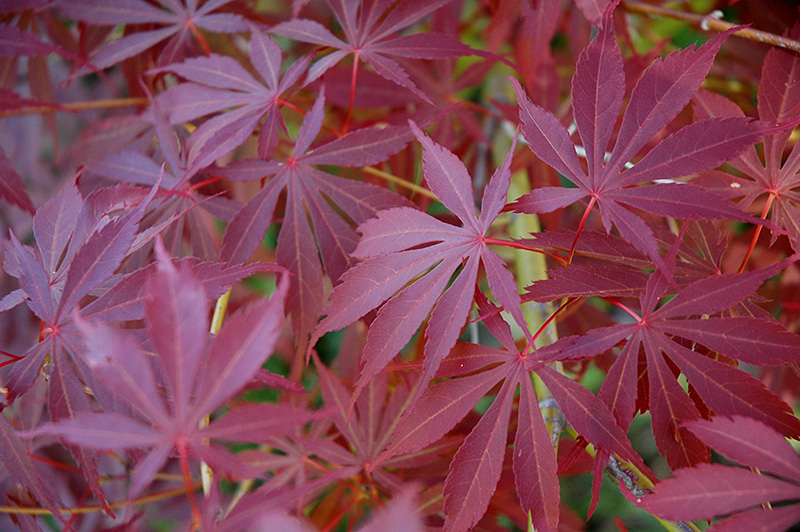Sherwood Flame Japanese Maple (Acer palmatum 'Sherwood Flame') at Gertens