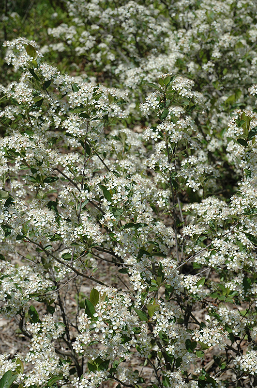 Iroquois Beauty™ Black Chokeberry (Aronia melanocarpa 'Morton') at Gertens