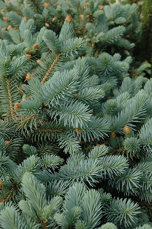 Lundeby's Dwarf Blue Spruce (Picea pungens 'Lundeby's Dwarf') at Gertens