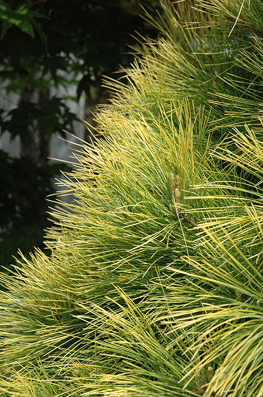 Louie White Pine (Pinus strobus 'Louie') at Gertens