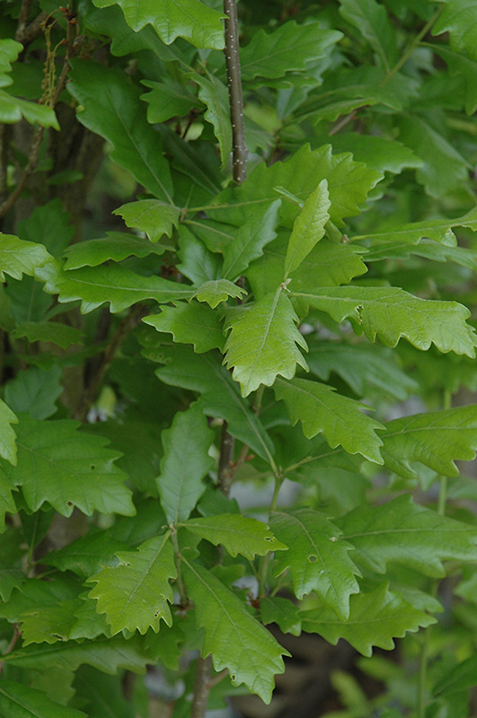 Regal Prince® Oak (Quercus 'Regal Prince') at Gertens