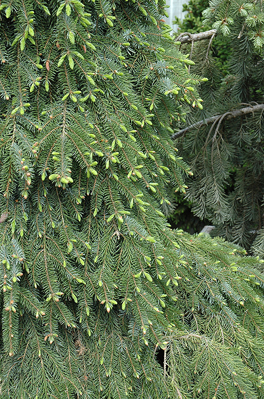 Bruns Weeping Spruce (Picea omorika 'Pendula Bruns') at Gertens