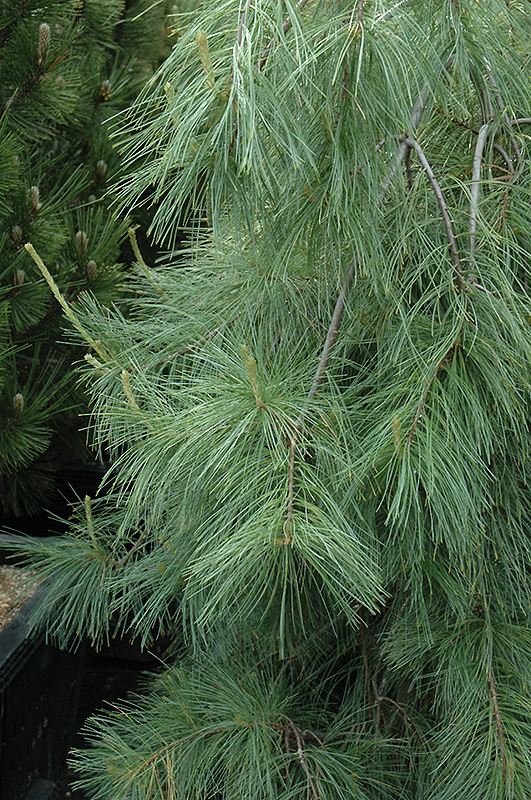 Weeping White Pine (Pinus strobus 'Pendula') at Gertens