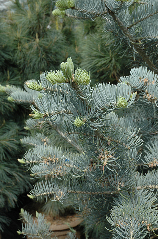 Candicans White Fir (Abies concolor 'Candicans') at Gertens