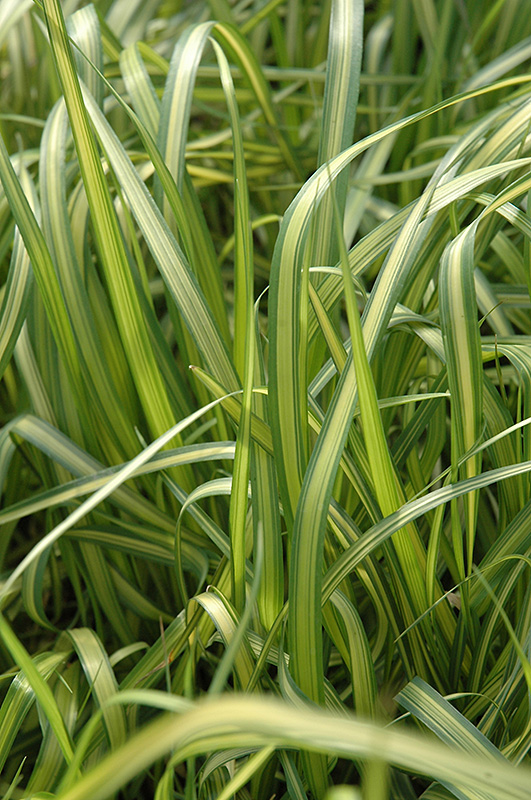 El Dorado Feather Reed Grass (Calamagrostis x acutiflora 'El Dorado') at Gertens