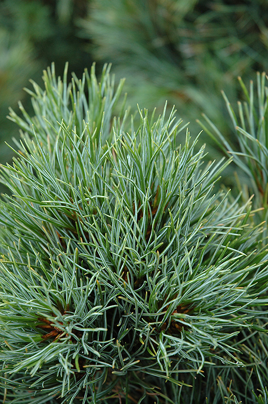 Chalet Swiss Stone Pine (Pinus cembra 'Chalet') at Gertens
