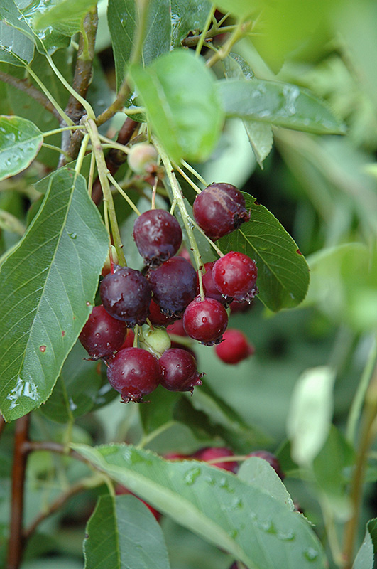 Regent Serviceberry (Amelanchier alnifolia 'Regent') at Gertens